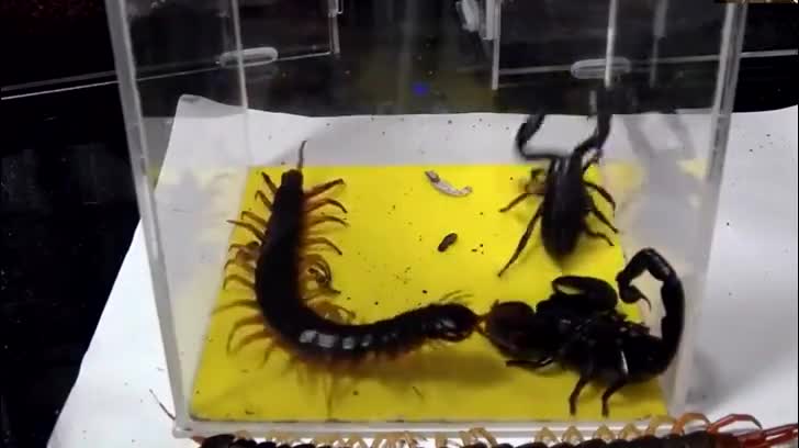 两只帝王蝎大战巨型蜈蚣，最后同归于尽