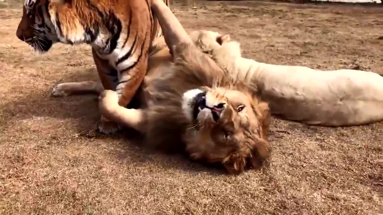 实拍老虎和狮子交配想知道狮虎兽是怎么来的吗