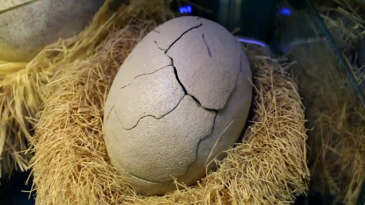 恐龙蛋孵化全过程,展览馆收藏的恐龙蛋意外的出生一只恐龙