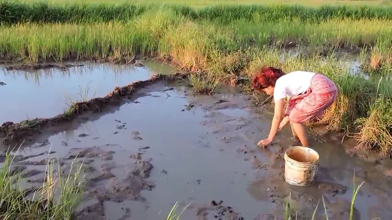 柬埔寨美女在稻田里抓鱼玩得不亦乐乎