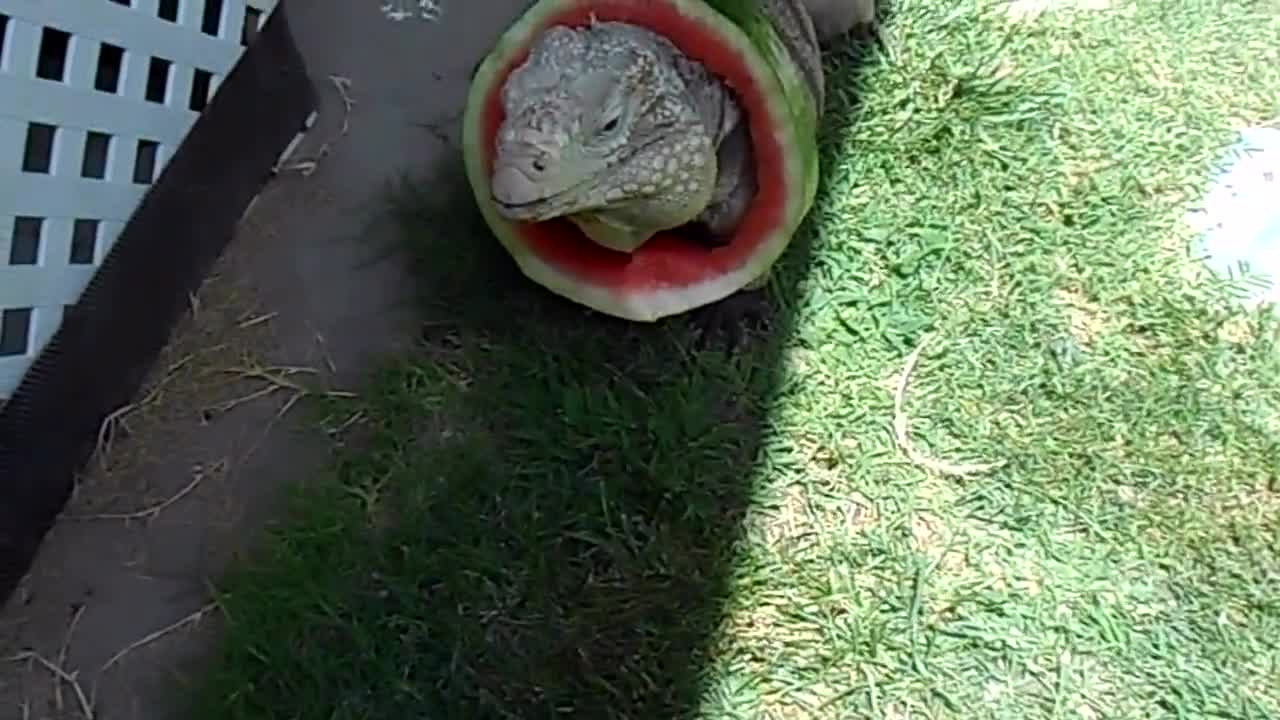西瓜被卡住的照片图片