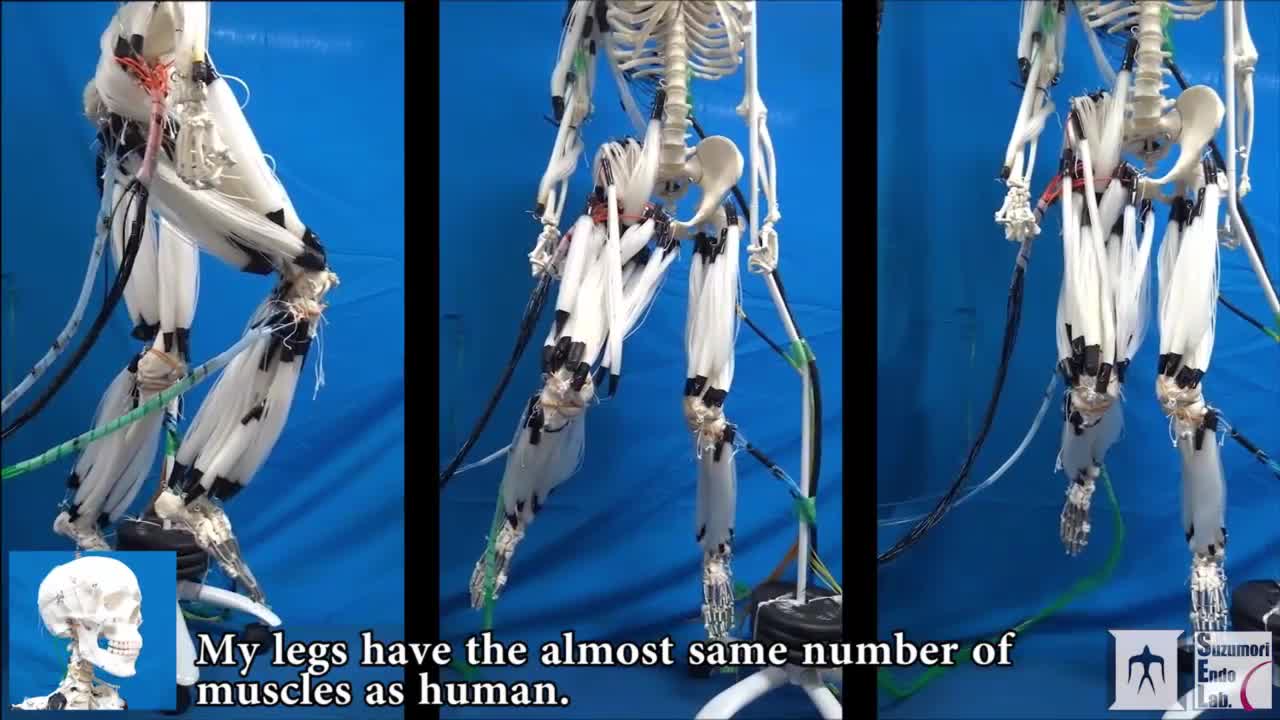 人骨架型机器人仿生人体美学