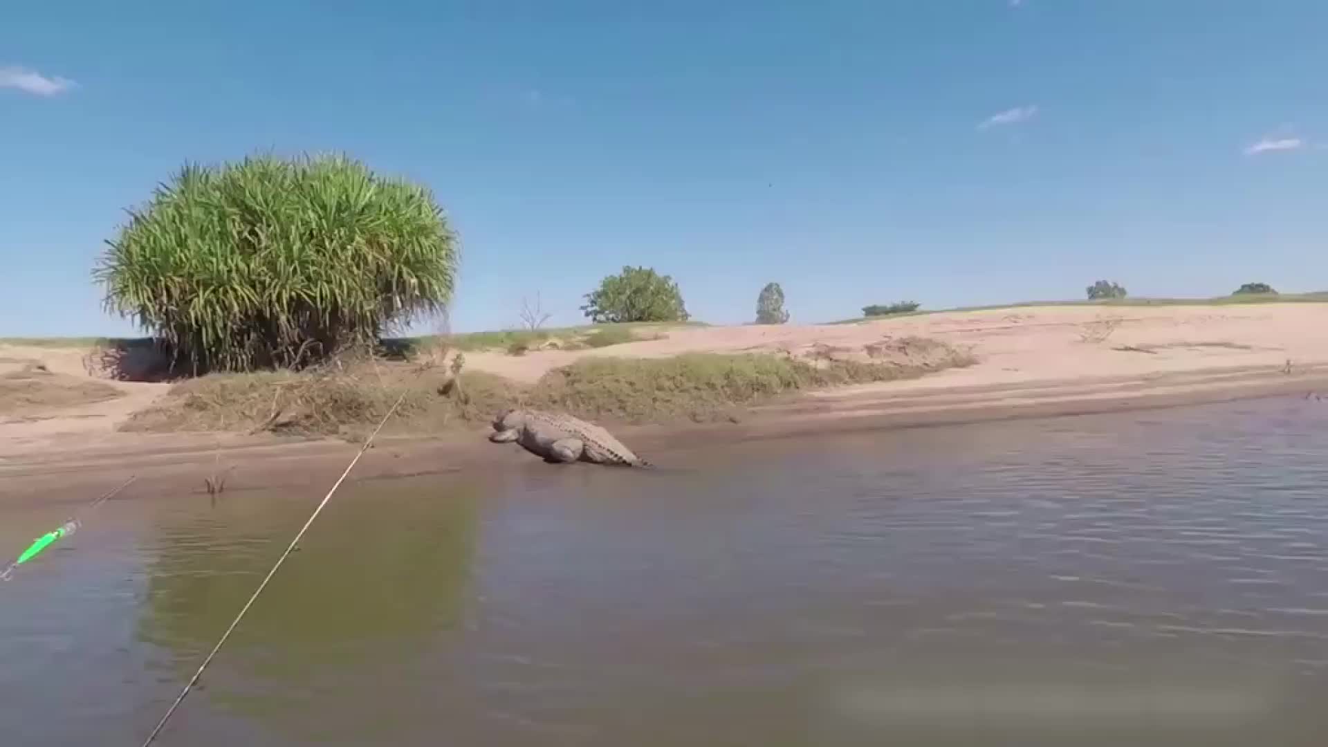 澳大利亞捕魚船遭遇巨型鱷魚襲擊,驚悚!