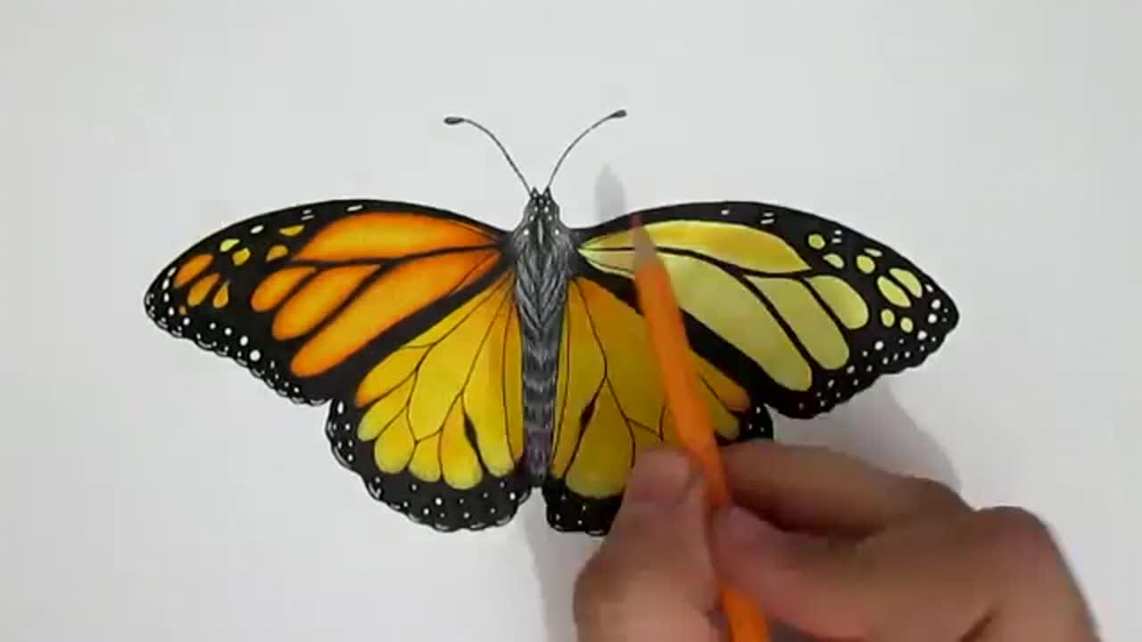 手绘一个黑脉金斑蝶教程,学画画的不容错过哦