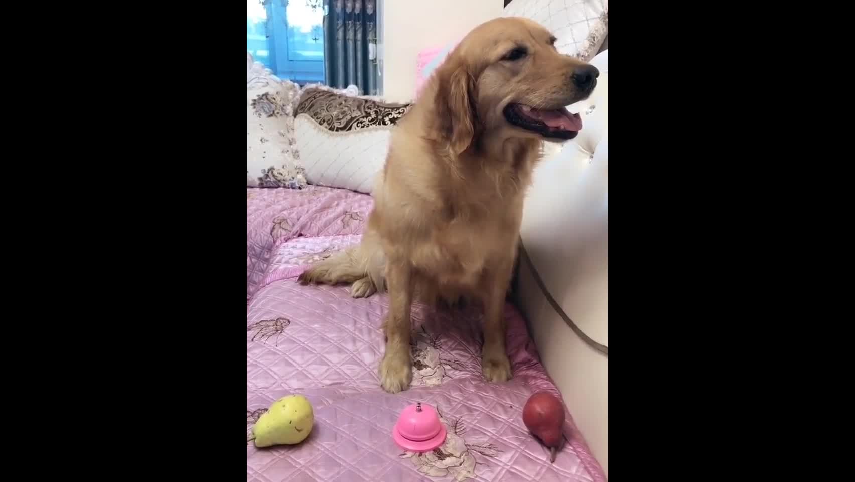 主人出的问题太简单,金毛"妞妞"不屑一顾,表情萌翻!