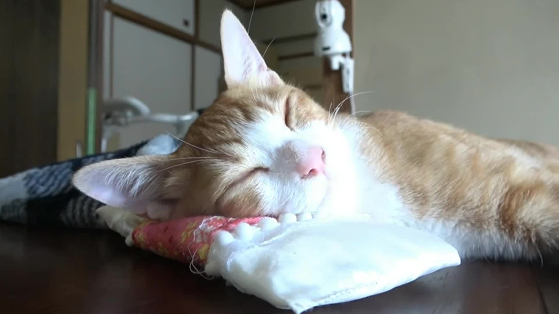 喵星人睡觉的样子太可爱了!