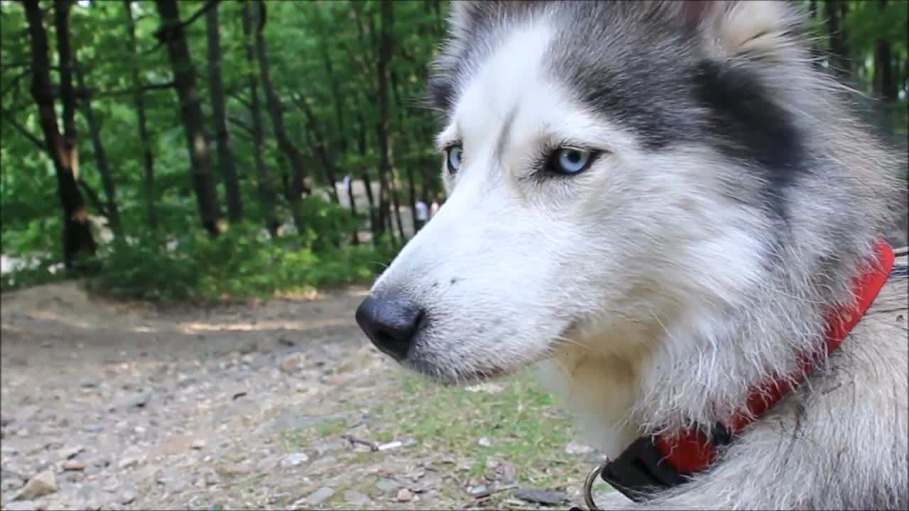 哈士奇超清壁纸犯二图片