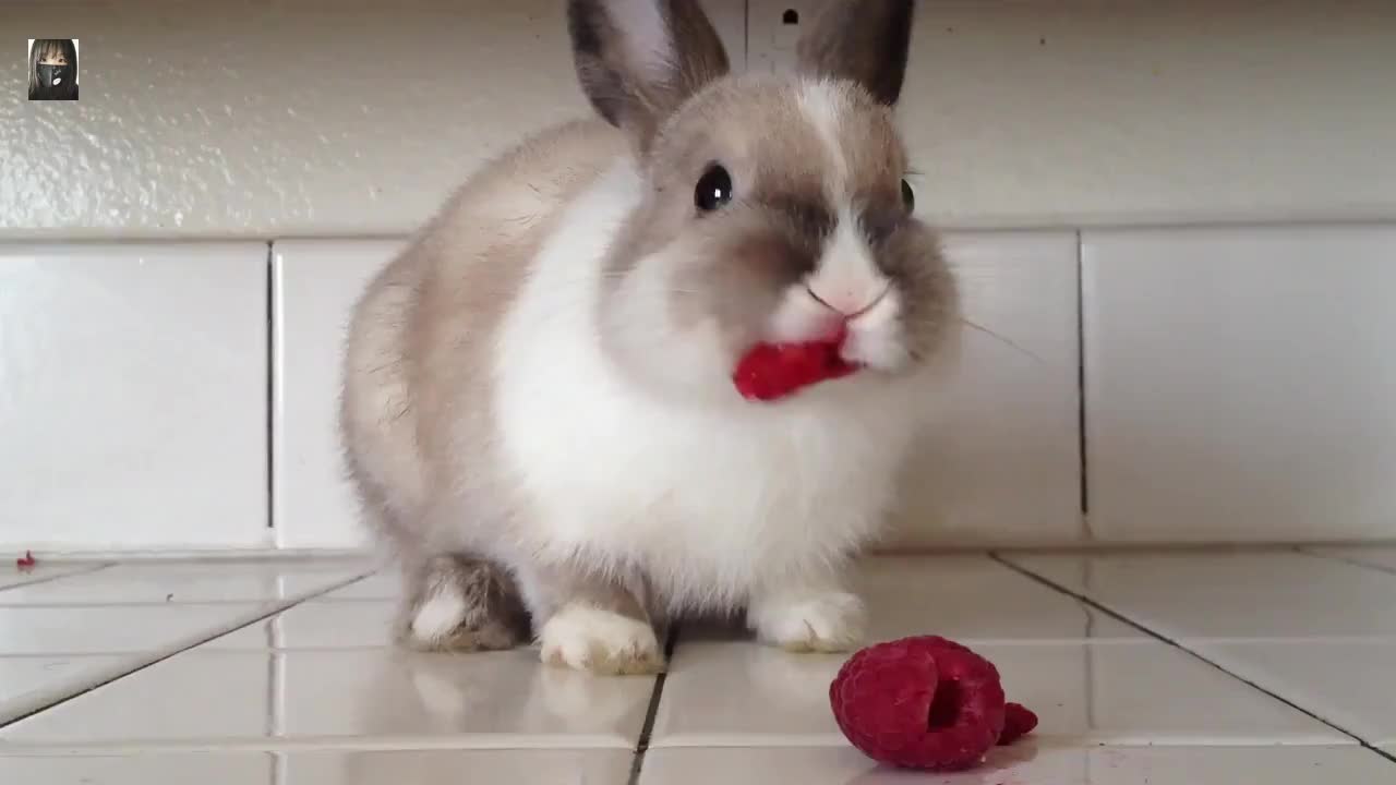 小白兔吃草莓,萌萌哒的吃货
