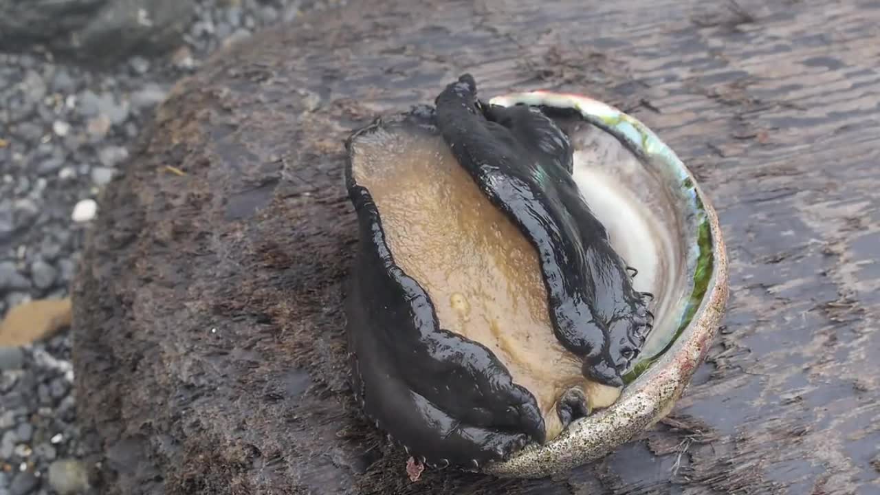 实拍渔民下海捕捉野生大黑鲍,太诱人了