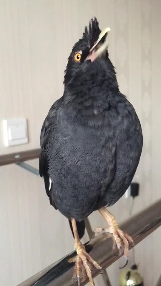 好聪明的七喜背起诗,那骄傲的样